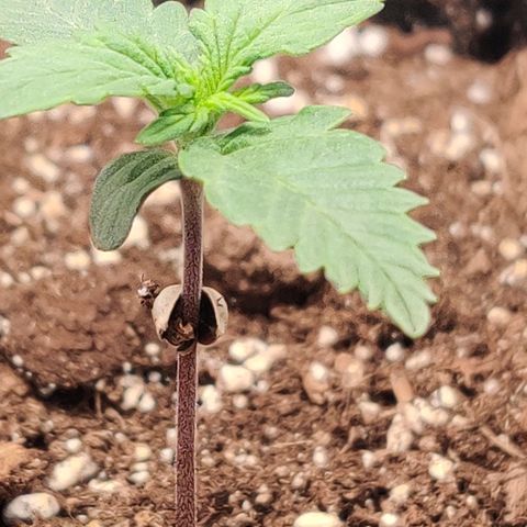 Fat Monkey Auto growlog timeline photo