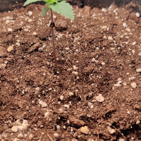 Fat Monkey Auto growlog timeline photo