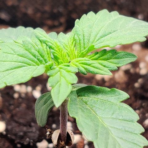 Fat Monkey Auto growlog timeline photo
