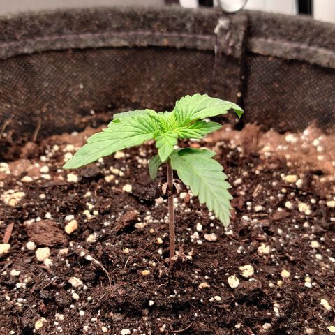 Fat Monkey Auto growlog timeline photo