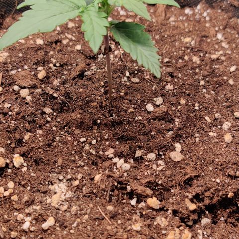 Fat Monkey Auto growlog timeline photo