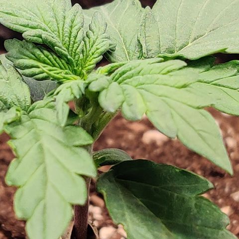 Fat Monkey Auto growlog timeline photo