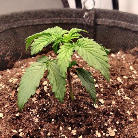 Fat Monkey Auto growlog timeline photo