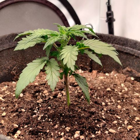 Fat Monkey Auto growlog timeline photo