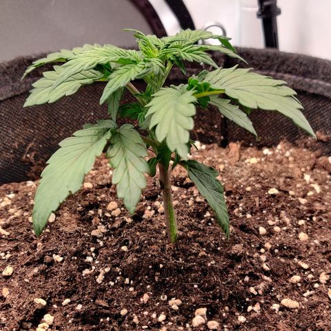 Fat Monkey Auto growlog timeline photo