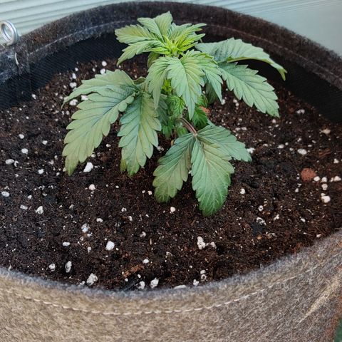 Fat Monkey Auto growlog photo: Nach draußen 17.05.