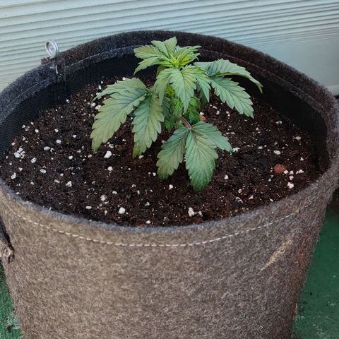 Fat Monkey Auto growlog photo: Nach draußen 17.05.