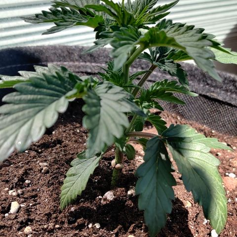 Fat Monkey Auto growlog timeline photo