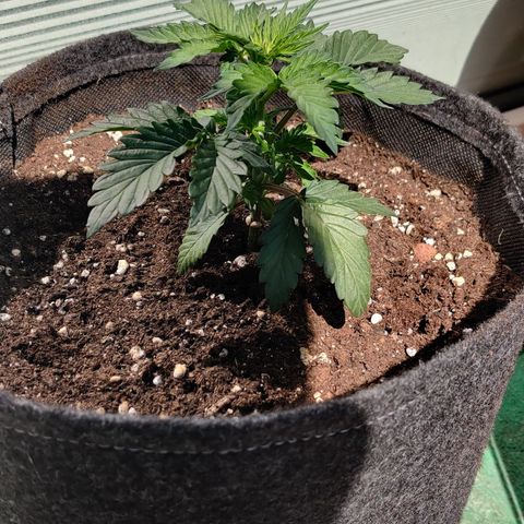 Fat Monkey Auto growlog timeline photo