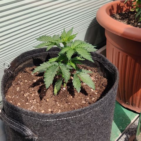 Fat Monkey Auto growlog timeline photo