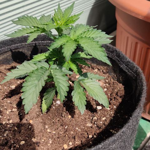 Fat Monkey Auto growlog timeline photo