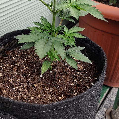 Fat Monkey Auto growlog timeline photo