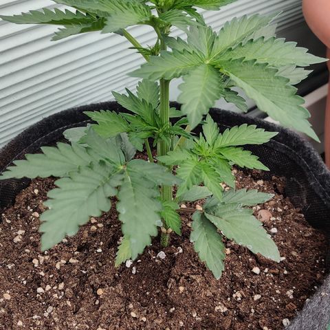 Fat Monkey Auto growlog timeline photo