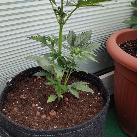 Fat Monkey Auto growlog timeline photo