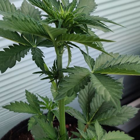 Fat Monkey Auto growlog timeline photo