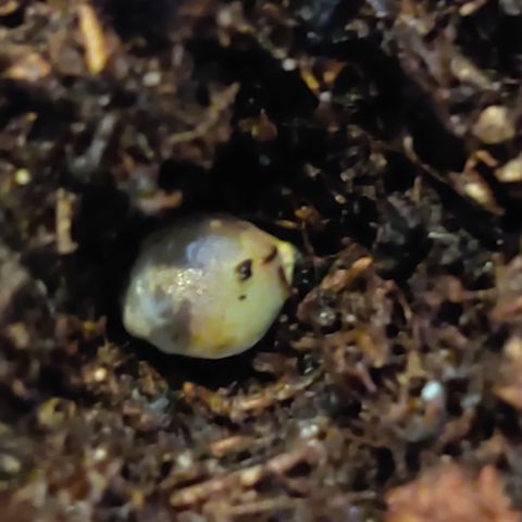 White Banana Auto  growlog photo: In die Erde 