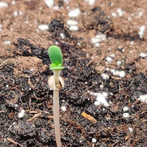 White Banana Auto  growlog timeline photo