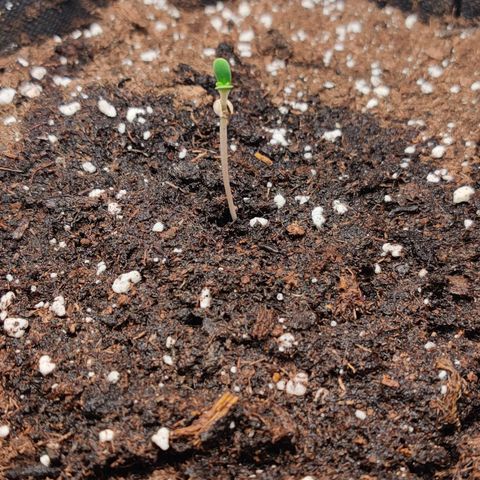 White Banana Auto  growlog timeline photo