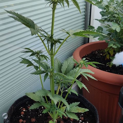 Fat Monkey Auto growlog timeline photo