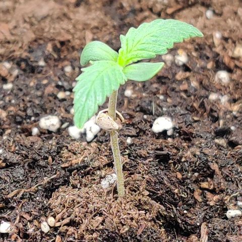 White Banana Auto  growlog timeline photo