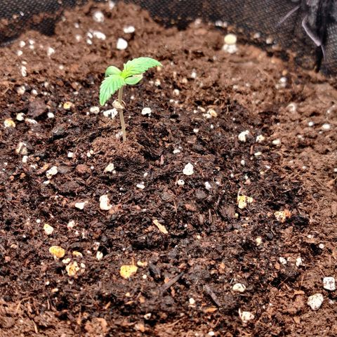 White Banana Auto  growlog timeline photo