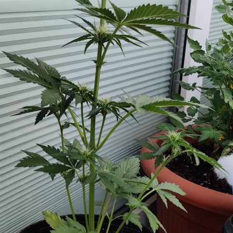 Fat Monkey Auto growlog timeline photo