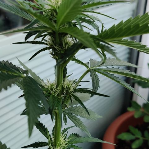 Fat Monkey Auto growlog timeline photo