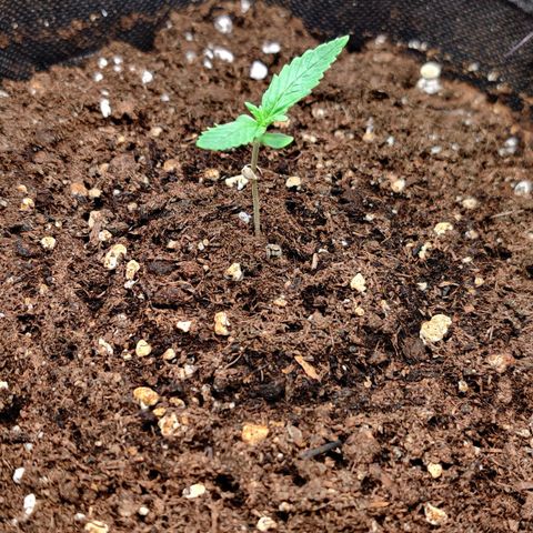 White Banana Auto  growlog timeline photo