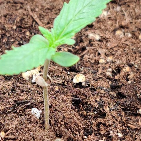White Banana Auto  growlog timeline photo