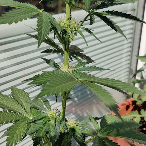 Fat Monkey Auto growlog timeline photo