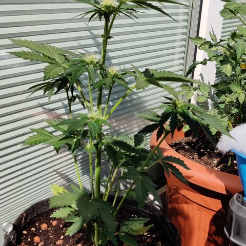 Fat Monkey Auto growlog timeline photo