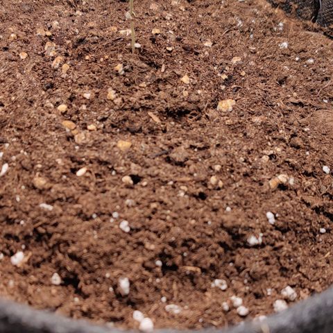 White Banana Auto  growlog timeline photo