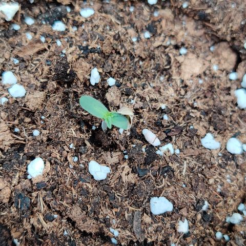 Runtz Auto growlog timeline photo