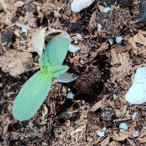 Runtz Auto growlog timeline photo