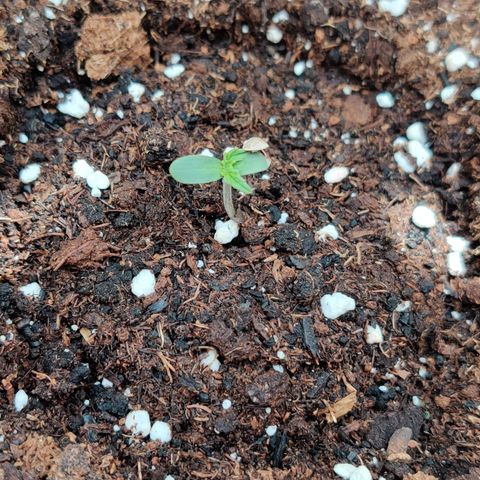 Runtz Auto growlog timeline photo