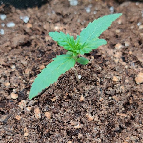 White Banana Auto  growlog photo: Nach draußen 