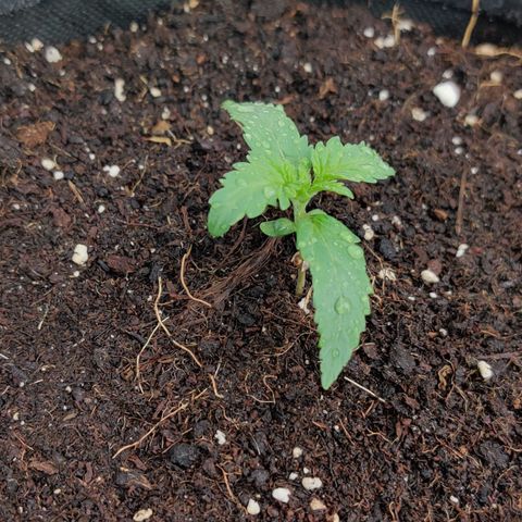 White Banana Auto  growlog timeline photo