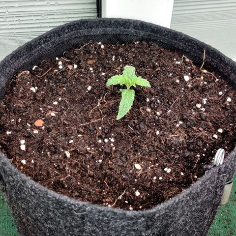 White Banana Auto  growlog timeline photo