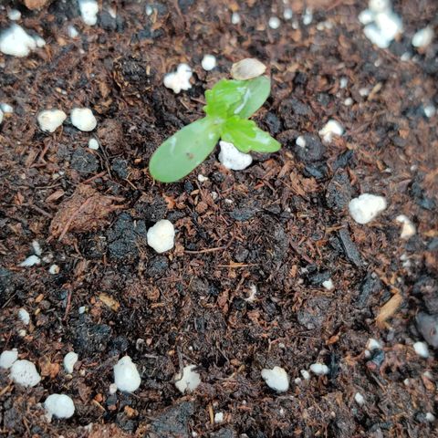 Runtz Auto growlog timeline photo