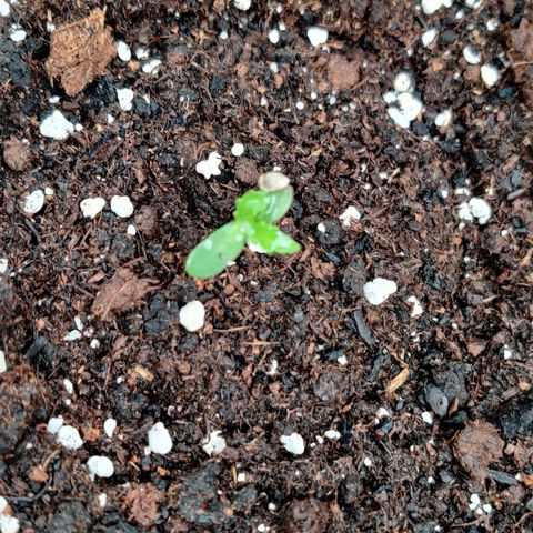 Runtz Auto growlog timeline photo