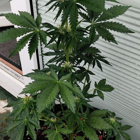 Fat Monkey Auto growlog timeline photo
