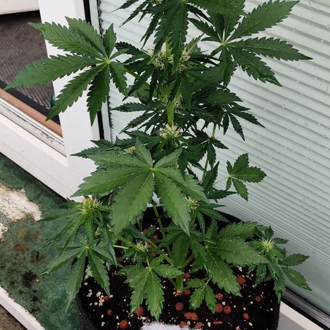 Fat Monkey Auto growlog timeline photo
