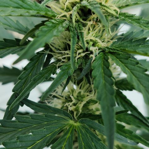 Fat Monkey Auto growlog timeline photo