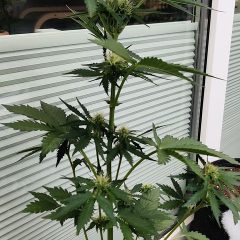 Fat Monkey Auto growlog timeline photo