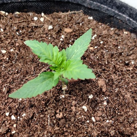White Banana Auto  growlog timeline photo