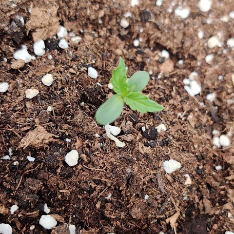 Runtz Auto growlog timeline photo