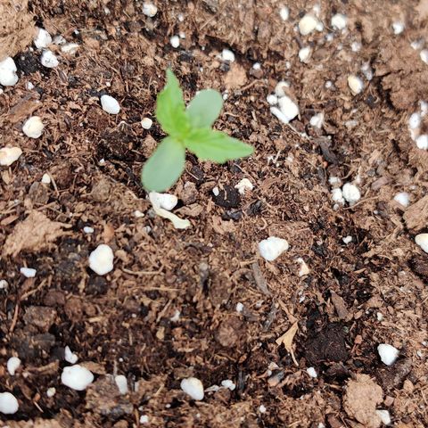 Runtz Auto growlog timeline photo