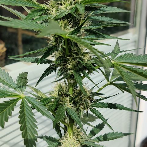 Fat Monkey Auto growlog timeline photo