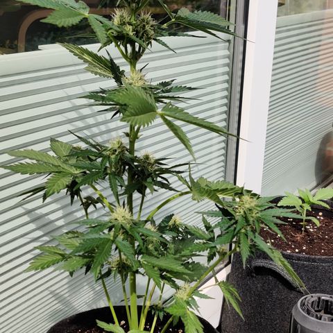 Fat Monkey Auto growlog timeline photo