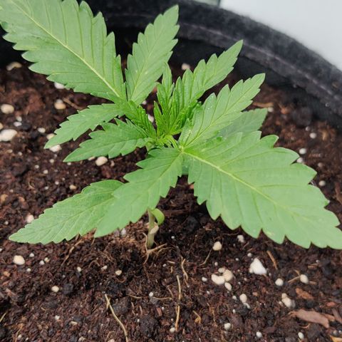 White Banana Auto  growlog timeline photo